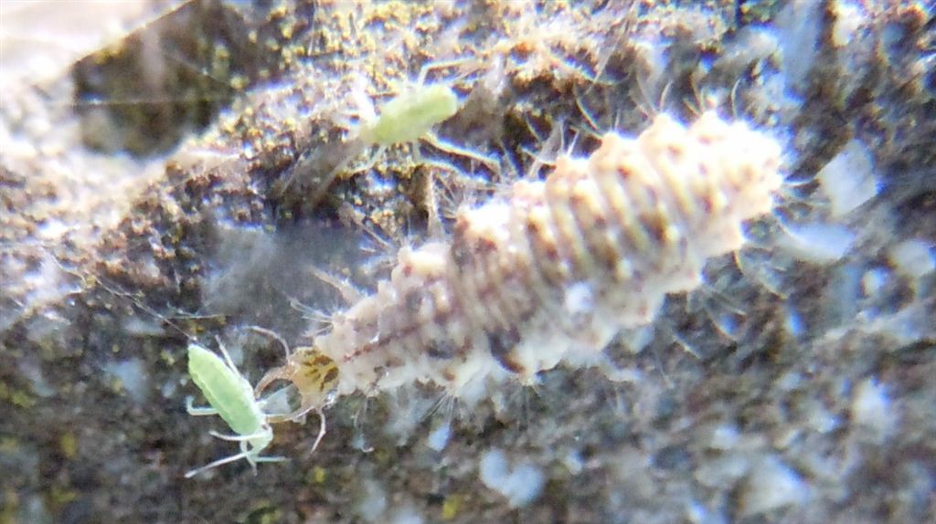 Larva predatrice di afidi - Chrysopa formosa